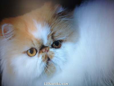 Annonces classees img:1 